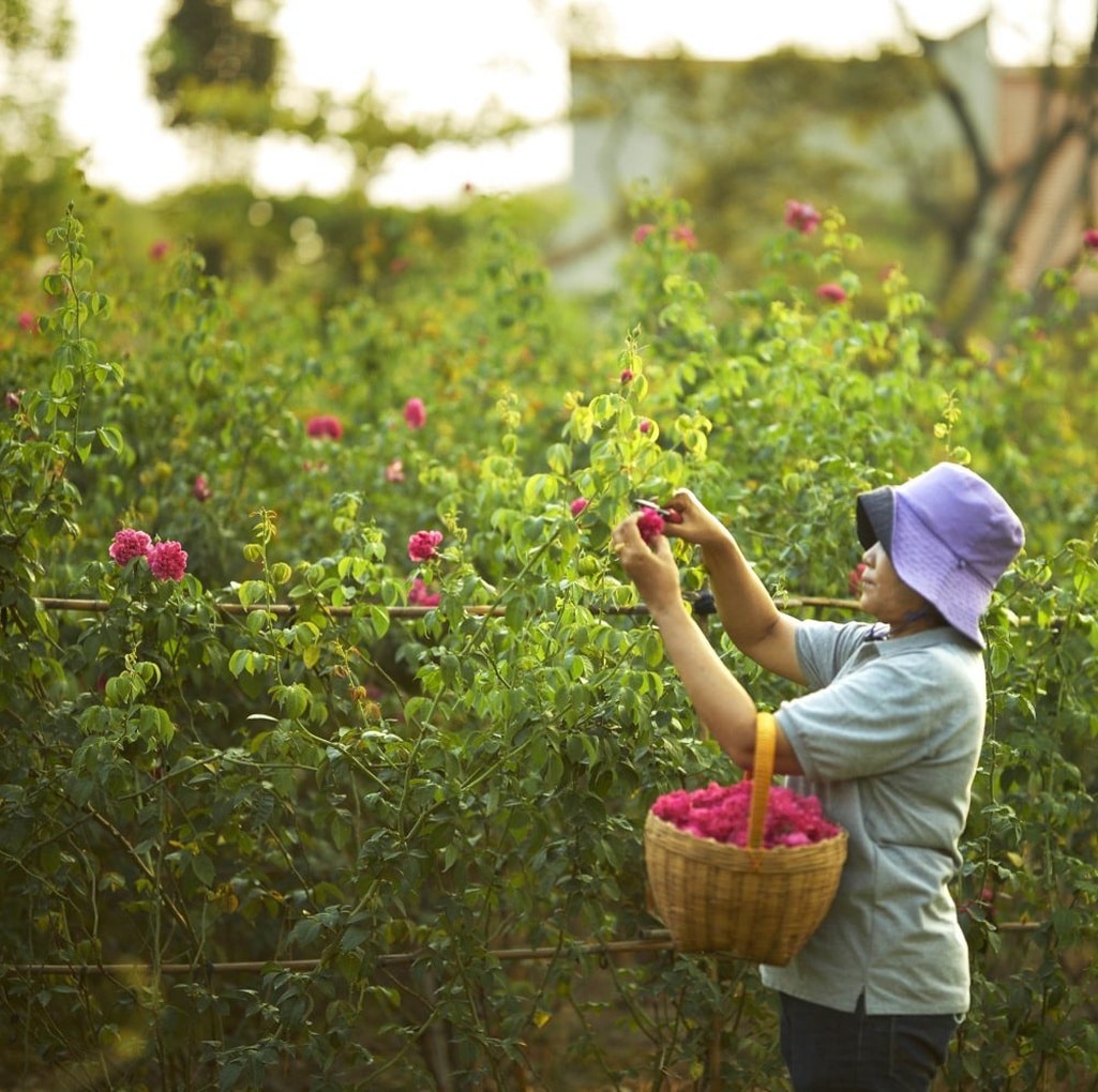 Cueillette jardin bio